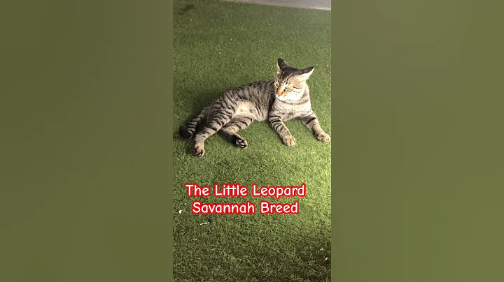 Video 3338731: bengal leopard cat, savannah bengal cat, burmese britishshorthair, burmese cat breed