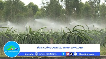 Tăng cường canh tác thanh long xanh