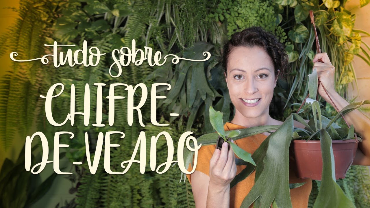 Como cuidar de CHIFRE-DE-VEADO