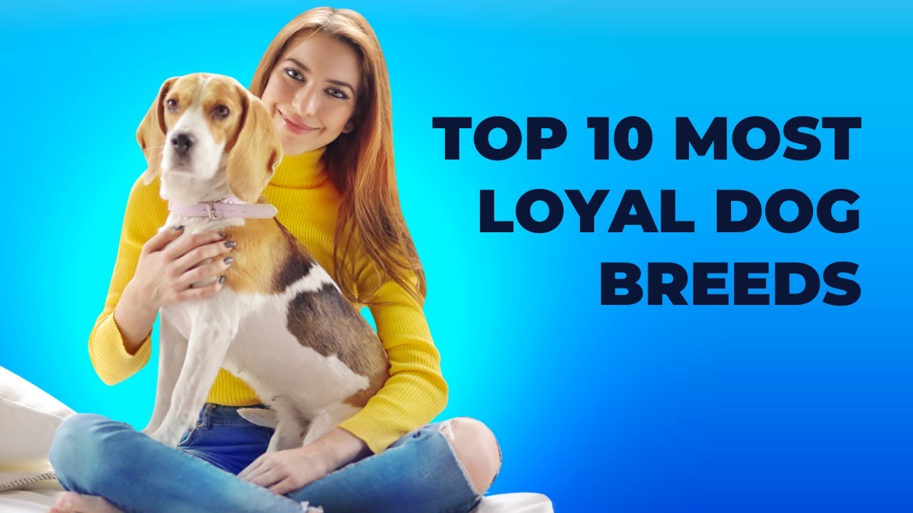 Top 10 Most Loyal Dog Breeds - YouTube
