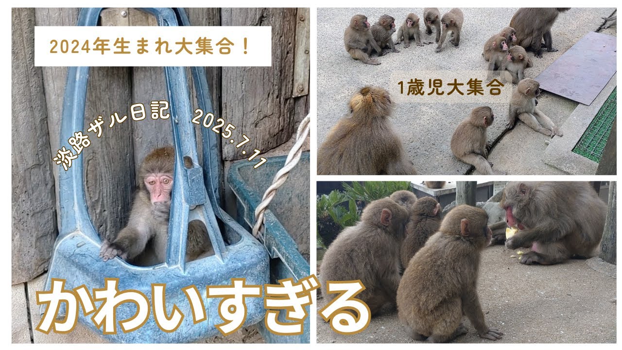 １歳ザル🐵わちゃわちゃ祭り！赤ちゃんとママの癒し時間も💖淡路ザル日記2025.7.11【淡路島モンキーセンター】