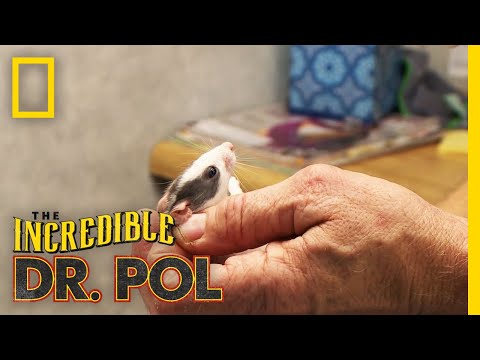 Tiny Rats Have the Sniffles | The Incredible Dr. Pol