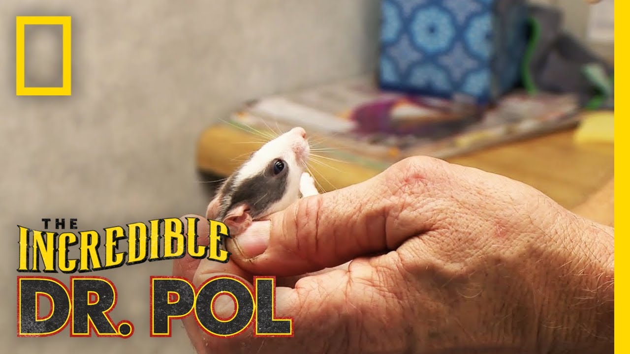 Tiny Rats Have the Sniffles | The Incredible Dr. Pol