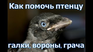 Нашел птенца (вороны, галки, грача, сороки, ворона), как помочь и что с ним делать