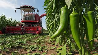 Inside Massive Green Chili Pepper Harvesting and Industrial Processing