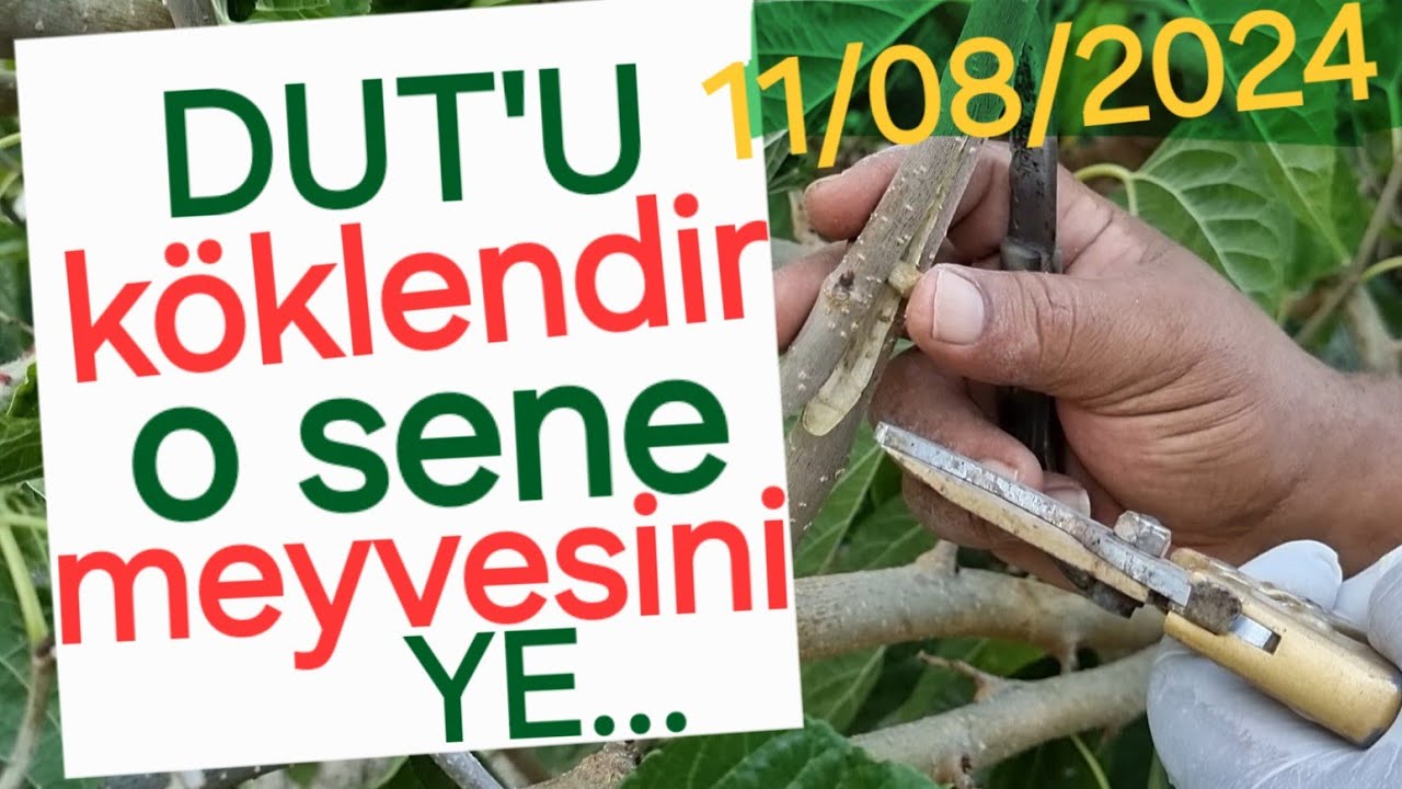 yazın dut nasıl köklendirilir? #dut #karadut  #tropikaltopraktv #dündaryıldız