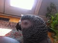 Alice: the Cutest African Grey Parrot talking