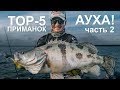 ТОП-5 приманок для Амура. Моя мечта сбылась - я поймал АУХУ!