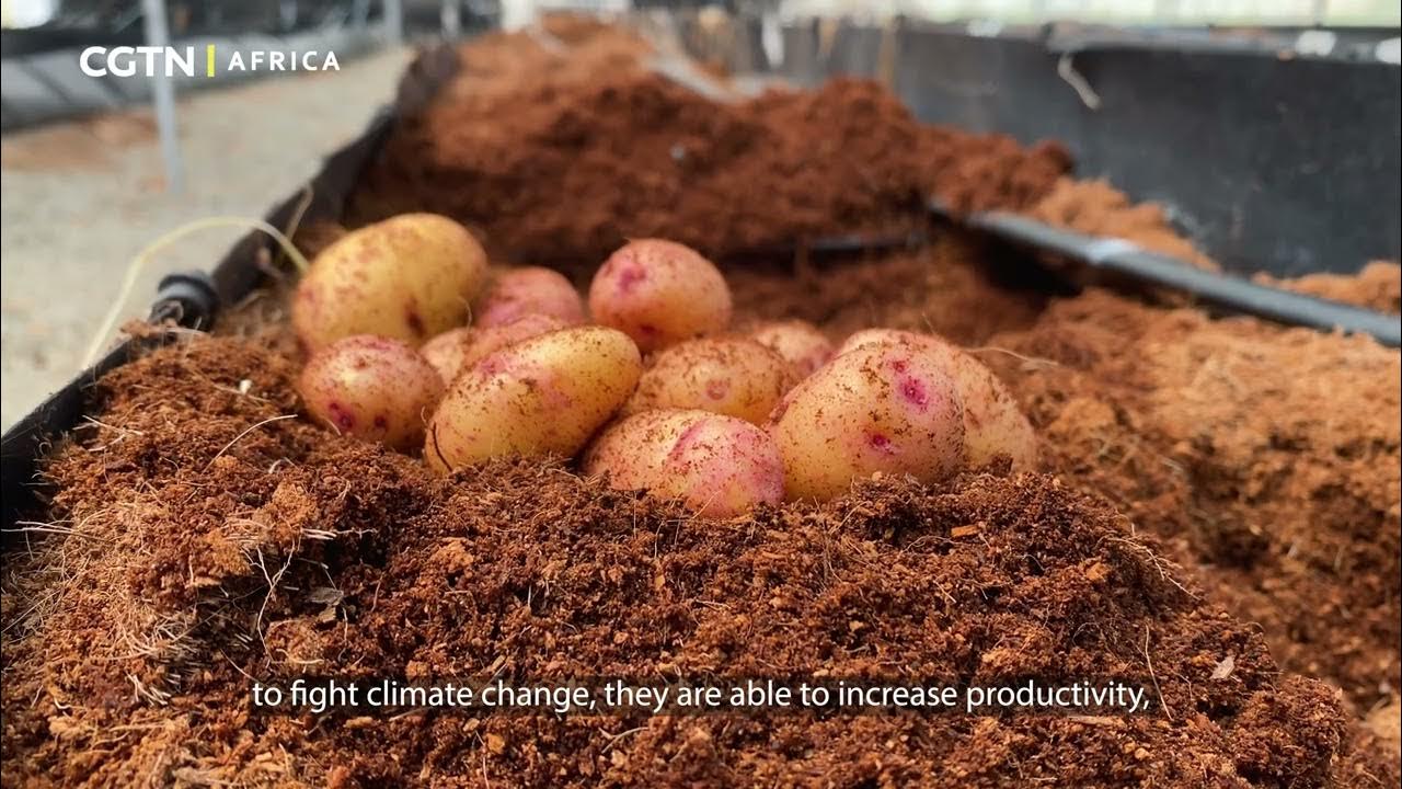 How months of job hunting led a young agri-scientist to potato farming success