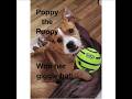 Poppy the puppy playing with her wobble wag giggle ball so cute