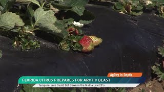 AgDay In Depth Florida Citrus Prepares for an Arctic Blast