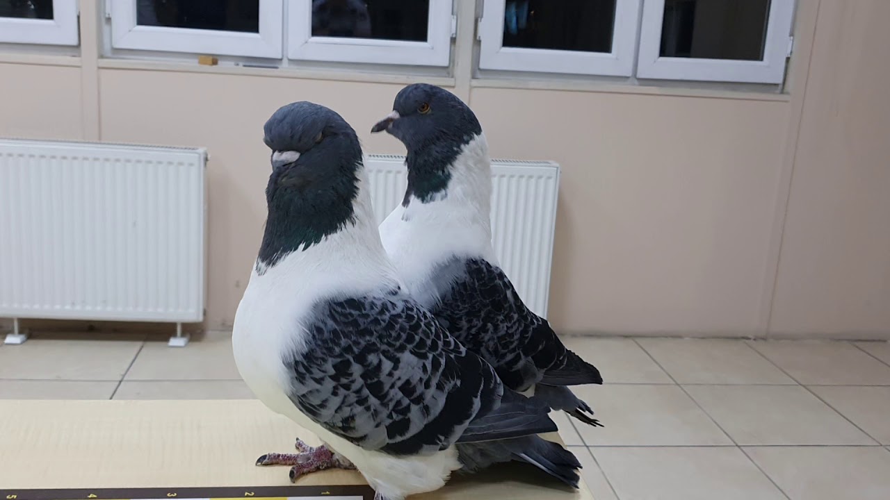 DEVASA HOLLANDA STRASSER SÜS GÜVERCİNLERİM