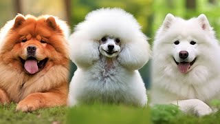 Top 10 Fluffy Dogs