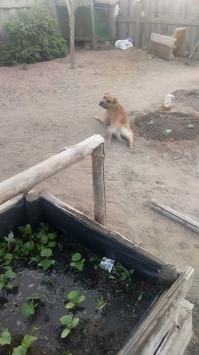 Помощник в огороде - YouTube