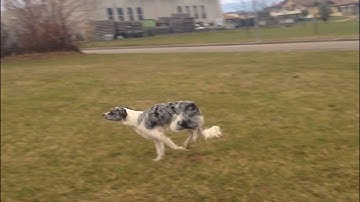 GAS (8 months) - Silvia Trkman running contact lesson 1 spep 1&2