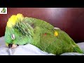 Did I Almost Kill My Bird? | Emergency Vet Visit