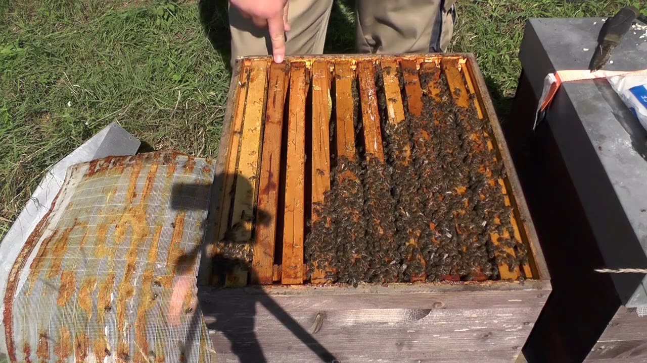 Bienenvolk einwintern bei Herbsttracht , Schwammtuch Ameisensäure Behandlung