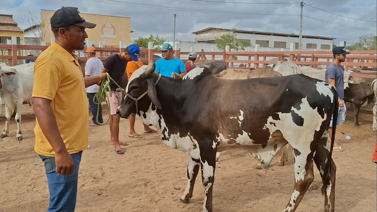 FEIRA DO GADO DE LAGOA DE PEDRAS-RN, SÓ O LUXO 05.01.2026