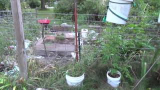 Planing next years garden to prevent Walnut wilt in the garden