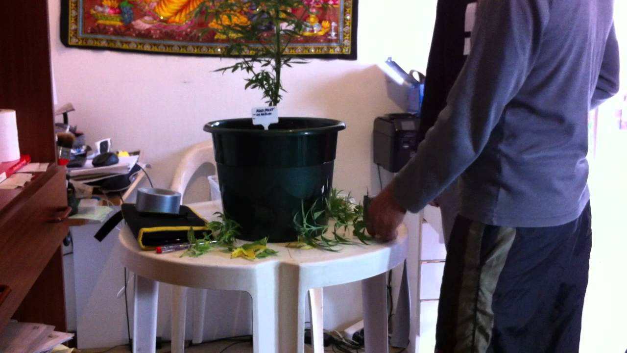 Marijuana: Aprendendo a fazer clones - YouTube