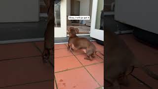 Do you wanna a play a game against Darcy? 🏌️🏌️‍♀️🏌️‍♂️ #fitcheck #haul #dachshund #doglove