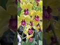 Beautiful Orchid Flower Plants || Orchid Flower Plants #shorts