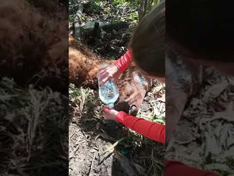 Dando água a Potra abandonada em Linhares