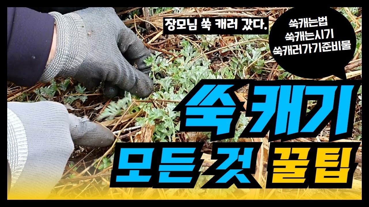 2021년 봄비 내린 후 장모님 쑥 캐러 간다!! (쑥 캐기, 쑥 캐는 법, 쑥 캐는 시기, 쑥캐기 준비물)