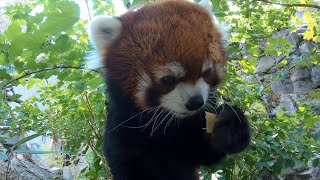 Red Panda Moshu Crunches On Treats