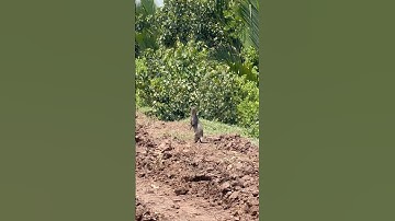 Lần đầu tiên mình chạm mặt Rái Cá Rừng  gần như vậy, con này vẫn chưa phải là bự nhất đâu