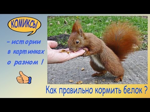 Как правильно кормить белок?