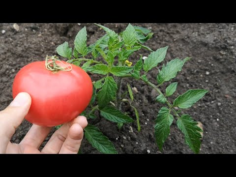 Видео: Доматени растения и температура - най-ниската температура за отглеждане на домати