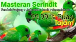 masteran burung Serindit viral