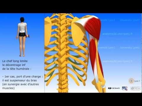Vidéo: Origine, Anatomie Et Fonction Du Muscle Mentalis