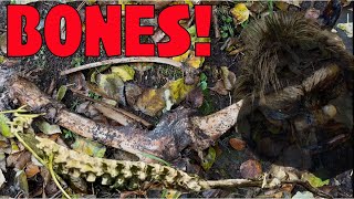 Mysterious Bone Pile Found In Bigfoot Hotspot In Alaska