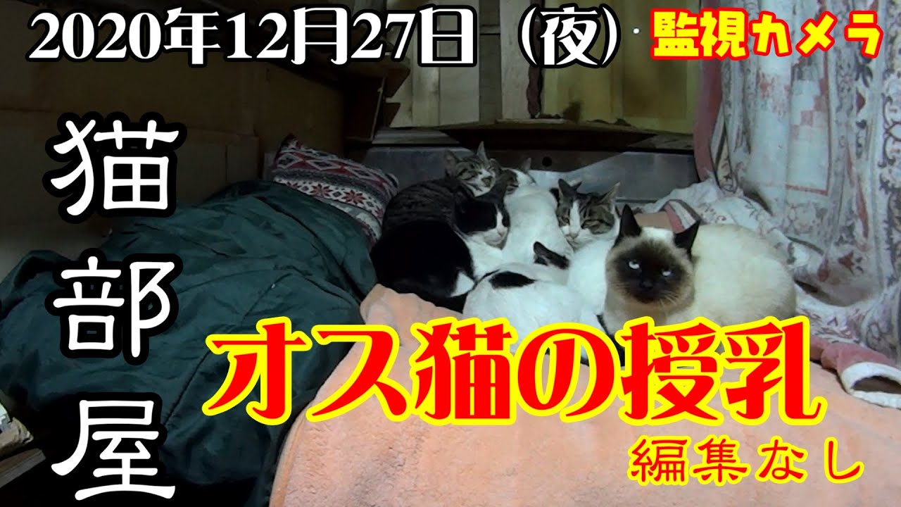 野良猫動画 Opai 年12月27日 猫 野良猫 猫成分補充 保護猫 猫カフェ 地域猫 のらねこ 癒やし Youtube