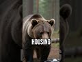 Caught in the act #wildlife #bears #camera