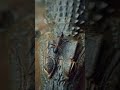 The Crocodile and the Deadly Ant | Epic AI Creature Battle"#CrocodileVsAnt #AnimalBattle #Wildlife