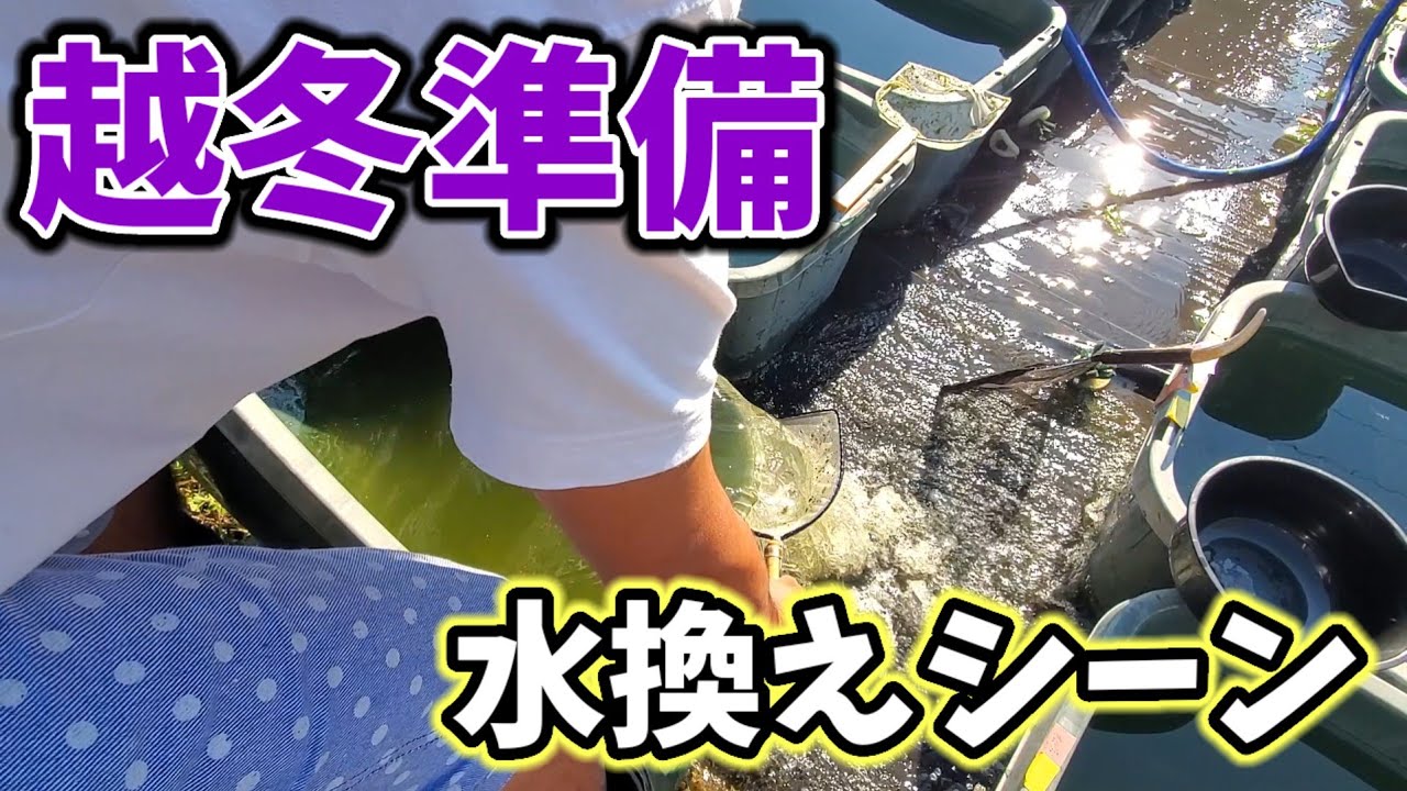 【越冬準備】私の屋外飼育メダカ水換えシーンをご覧下さい。安らぎAQUAちゃんねる