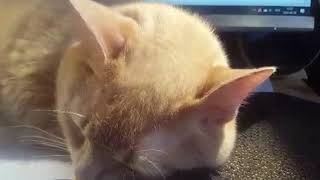 Cat's precious moment loves to listen soft piano music screenshot 5