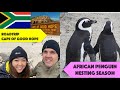 cape town 1 day roadtrip. cape of good hope. african penguins nesting season.