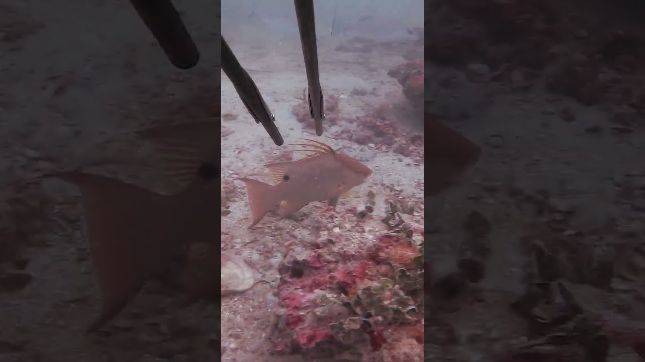 Florida HOGFISH Spearfishing