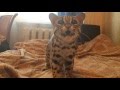 Азиатский леопардовый кот - хозяин в доме)) Bengal cat like a boss in this home)