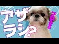 これはアザラシ?それとも犬?なシーズー風呂動画