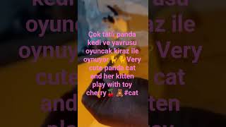 Sevimli panda kedi ve yavrusu oyun oynuyor🐈🐈Very cute panda cat and her kitten play with toy#cat