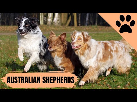 Video: Informazioni su Australian Shepherds