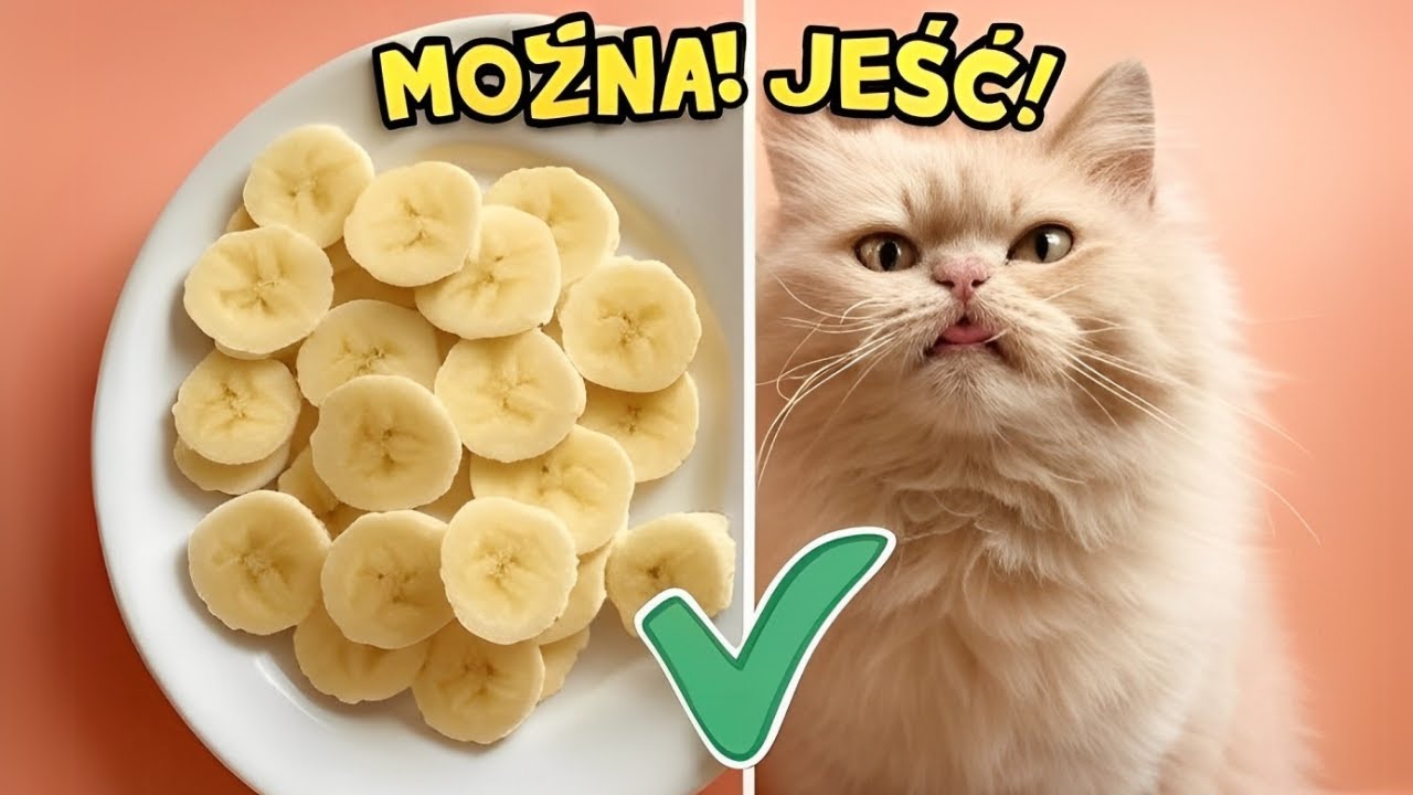 8 produktów z ludzkiego stołu, które SĄ ZDROWE dla kotów! (Nie uwierzysz!)