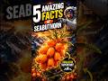 🍊 Himalayan Superfruit: 5 Amazing Sea Buckthorn Facts#seabuckthornawarness #seabuckthorn #reels