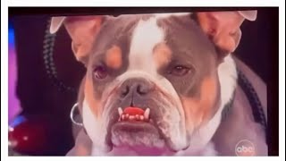 Best UNDERBITE dog show