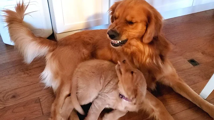 Golden Retriever Dad Tells Daughter Playtime is Over - DayDayNews